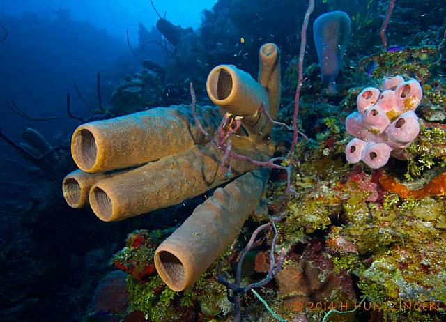IMG 6062-sponges