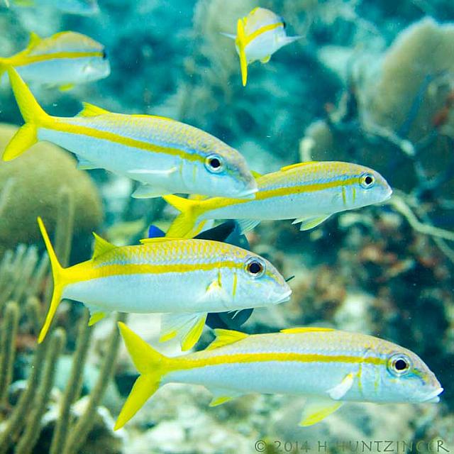 IMG 6118-snappers