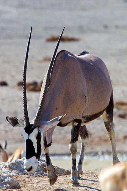 2016-oryx-7Y8A1660-ear donor