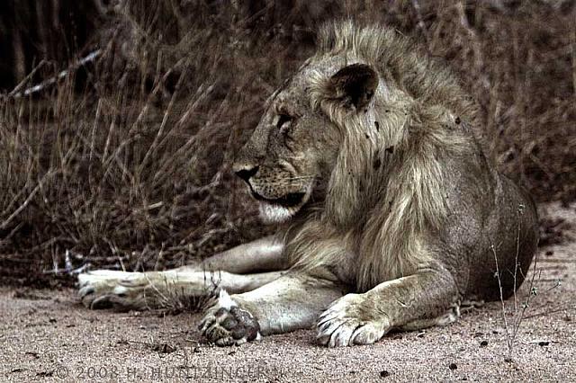 20D 20081110 18626-lion
