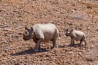 2016-black rhino-7Y8A2031-no GPS