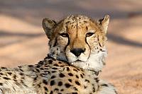 2016-cheetah-7Y8A1412