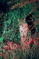 2016-leopard-7Y8A0899-cw