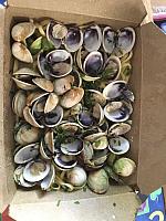 clams