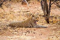 2016-leopard-nandi 3482