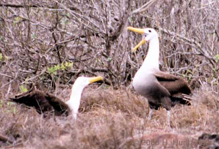 Galapagos Islands - Waved Albatross Courtship © Huntzinger