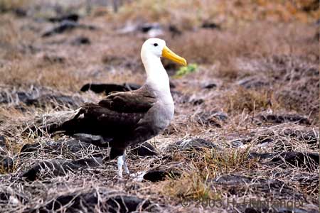 Galapagos Islands - Waved Albatross © Huntzinger