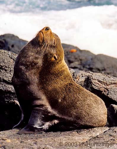 Galapagos Islands - Fur Sea Lion  © Huntzinger