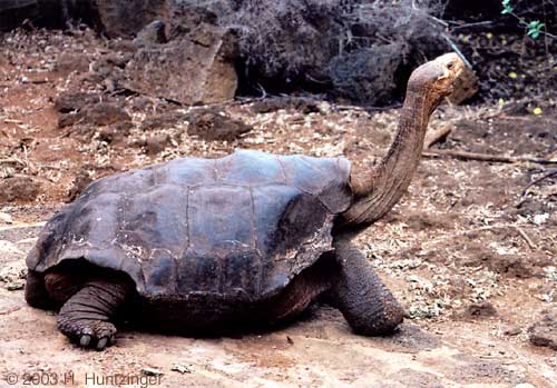 Galapagos Islands - Galapagos Tortoise Lonesome from Pinta Island © Huntzinger